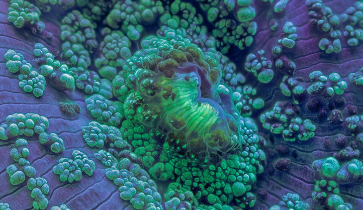Фонарь подводный Ferei W159 Tint, 288 лм, 30 Вт, 10x UV LED 455nm, 2x18650, ультрафиолетовый